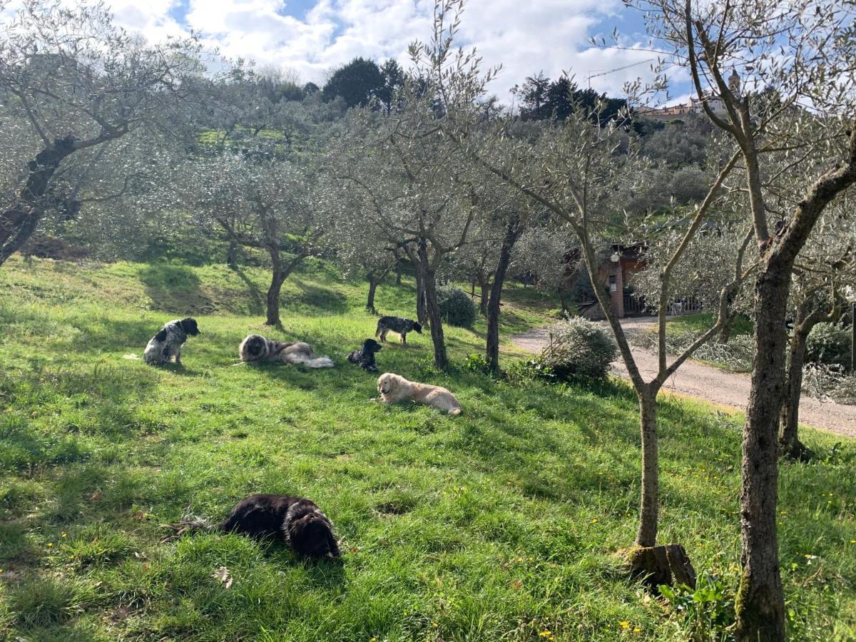 Setterhouseagrihotel * Trevi